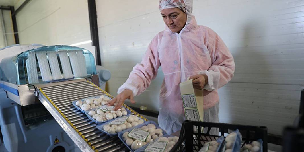 %55 hibeyle kurduğu tesis arı gibi işliyor: Günde 2, ayda 60 ton üretim yapıyor! 6